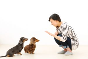 犬のしつけって何種類あるの？はじめに教えておきたい犬のしつけ一覧