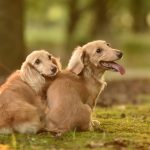 【東京版】犬のしつけ教室口コミ人気・おすすめランキング!