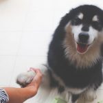 犬用白内障サプリ 口コミ評価の高いおすすめサプリランキング