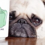 【犬用白内障サプリ】口コミ評価の高いおすすめサプリランキング!