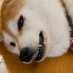 犬はストレスがたまるとどうなる?問題行動の原因とストレス解消法をご紹介