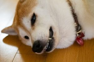 犬はストレスがたまるとどうなる?問題行動の原因とストレス解消法をご紹介