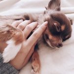 犬の健康診断って?いつやるの?種類や費用、デメリットを解説!