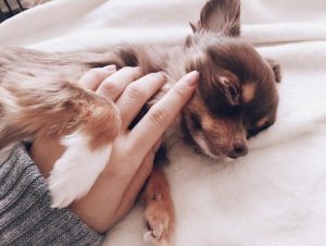 犬の健康診断って?いつやるの?種類や費用、デメリットを解説!