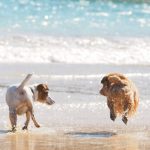 気になる愛犬の健康状態は?すぐにできる健康チェックの方法をご紹介