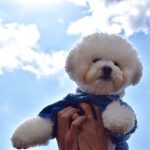 初めてでも大丈夫!健康で長生きな飼いやすい犬種ランキング!