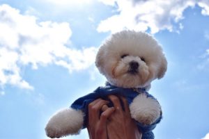 初めてでも大丈夫!健康で長生きな飼いやすい犬種ランキング!