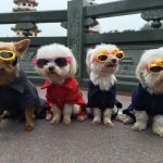 愛犬の健康のためにこれだけはチェック!犬用サプリメント完全解説!