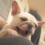 犬用口臭&歯周病予防サプリ口コミ人気ランキング!お口トラブルはこれで解決!