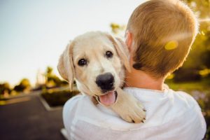 犬の里親探しならanifare(アニフェア)がオススメ!メリットとデメリットも解説