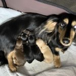 繁殖リタイア犬とは?里親募集が急増中の理由を解説!