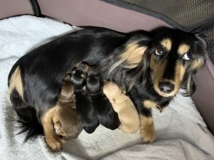 繁殖リタイア犬とは?里親募集が急増中の理由を解説!