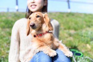 アニフェアって高額なの?~保護犬を迎えるための費用を調査!~